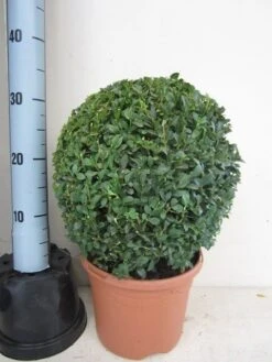 Buxusbol (Buxus Sempervirens, Bolvorm) -Tuinplanten Winkel buxus 30 cm bol
