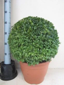 Buxusbol (Buxus Sempervirens, Bolvorm) -Tuinplanten Winkel buxus 40 cm bol
