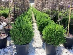 Buxus (Buxus Microphylla 'Faulkner') -Tuinplanten Winkel buxus microphylla faulkner 4