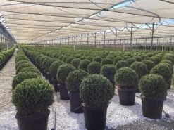 Buxus (Buxus Microphylla 'Faulkner') -Tuinplanten Winkel buxus microphylla faulkner 5