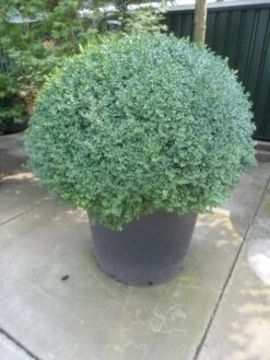 Buxusbol (Buxus Sempervirens, Bolvorm) -Tuinplanten Winkel buxus sempervirens bol 100 120 140 c350
