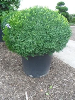 Buxusbol (Buxus Sempervirens, Bolvorm) -Tuinplanten Winkel buxus sempervirens bol 120 130