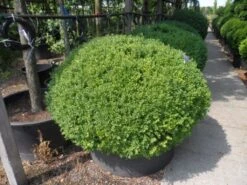 Buxusbol (Buxus Sempervirens, Bolvorm) -Tuinplanten Winkel buxus sempervirens bol 120 140