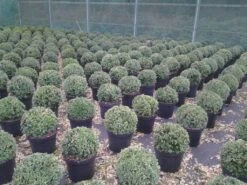 Buxusbol (Buxus Sempervirens, Bolvorm) -Tuinplanten Winkel buxus sempervirens bol 20 25 30 c7 10