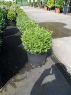 Buxusbol (Buxus Sempervirens, Bolvorm) -Tuinplanten Winkel buxus sempervirens bol 25 30