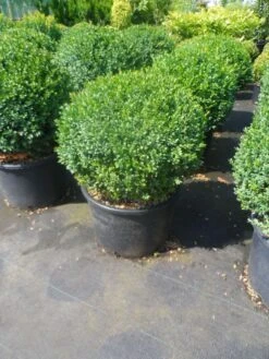 Buxusbol (Buxus Sempervirens, Bolvorm) -Tuinplanten Winkel buxus sempervirens bol 40 50