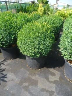 Buxusbol (Buxus Sempervirens, Bolvorm) -Tuinplanten Winkel buxus sempervirens bol 50 60