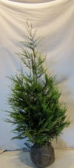 Haagconifeer (Cupressocyparis Leylandii 'Castlewellan Gold' ) -Tuinplanten Winkel cagold125