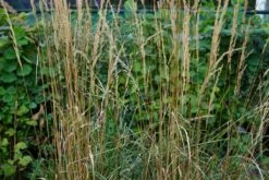 Struisriet (Calamagrostis Acutiflora 'Karl Foerster') -Tuinplanten Winkel calamagrostis karlfoerster lm08