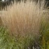 Struisriet (Calamagrostis Acutiflora 'Karl Foerster') -Tuinplanten Winkel calamagrostis acutiflora karl foerster