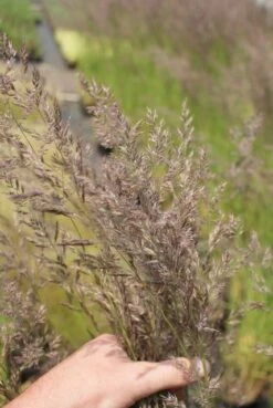 Struisriet (Calamagrostis Acutiflora 'Karl Foerster') -Tuinplanten Winkel calamagrostis carl foerster 1