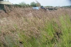 Struisriet (Calamagrostis Acutiflora 'Karl Foerster') -Tuinplanten Winkel calamagrostis carl foerster 2