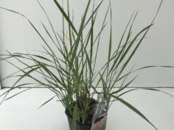 Struisriet (Calamagrostis Acutiflora 'Karl Foerster') -Tuinplanten Winkel calamagrostis karl foester v2