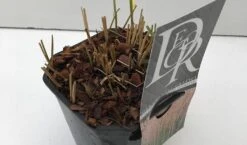 Struisriet (Calamagrostis Acutiflora 'Karl Foerster') -Tuinplanten Winkel calamagrostis karl foester v2 winter