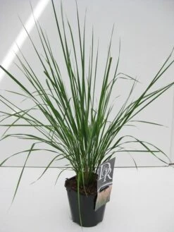 Struisriet (Calamagrostis Acutiflora 'Karl Foerster') -Tuinplanten Winkel calamagrostis karl foester v2