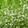 Steentijm (Calamintha Nepeta 'Marvelette White') -Tuinplanten Winkel calamintha nepeta marvelette white