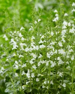 Steentijm (Calamintha Nepeta 'Marvelette White')