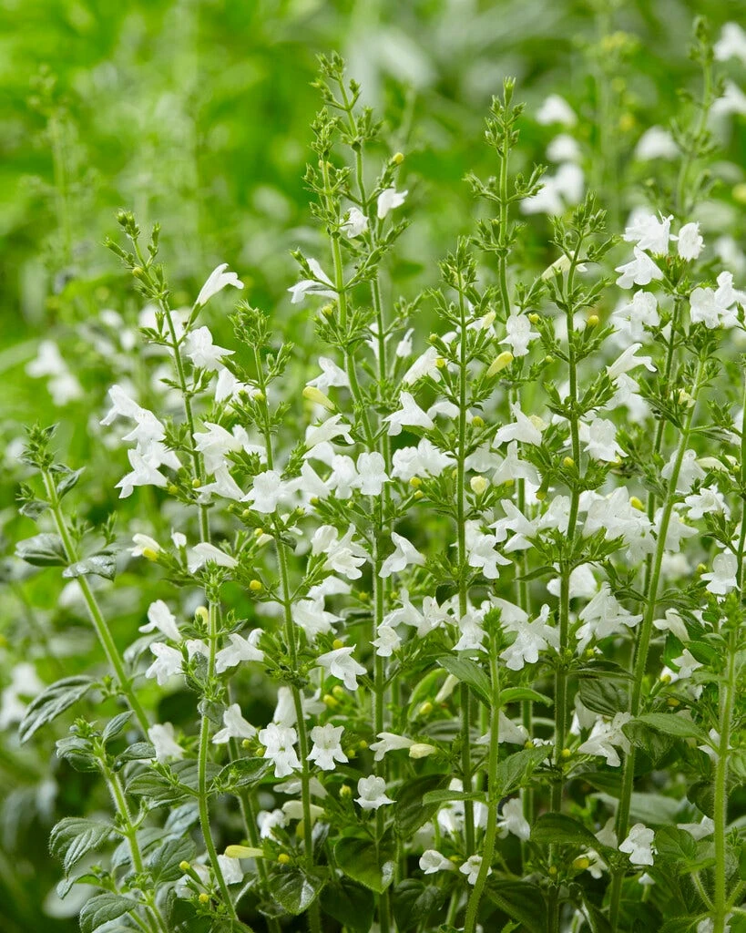Steentijm (Calamintha Nepeta 'Marvelette White') 3 Steentijm (Calamintha Nepeta 'Marvelette White')
