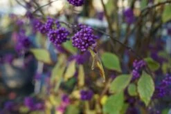 Schoonvrucht (Callicarpa Bodinieri 'Profusion') -Tuinplanten Winkel callicarpa profusion bessen lm02
