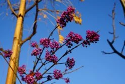 Schoonvrucht (Callicarpa Bodinieri 'Profusion') -Tuinplanten Winkel callicarpa profusion bessen lm03