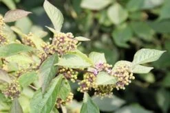 Schoonvrucht (Callicarpa Bodinieri 'Profusion') -Tuinplanten Winkel callicarpa bodinieri profusion 2