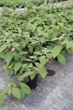 Schoonvrucht (Callicarpa Bodinieri 'Profusion') -Tuinplanten Winkel callicarpa bodinieri profusion 2