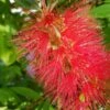 Lampepoetserplant (Callistemon Laevis)
