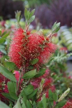 Lampepoetserplant Op Stam (Callistemon Laevis ) -Tuinplanten Winkel callistemon laevis