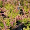 Struikheide (Calluna Vulgaris 'Anne Sofie') 1 Struikheide (Calluna Vulgaris 'Anne Sofie') -Tuinplanten Winkel calluna vulgaris anne sofie 7