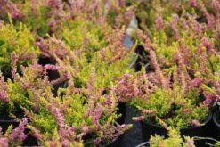 Struikheide (Calluna Vulgaris 'Anne Sofie')