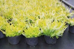 Struikheide (Calluna Vulgaris 'Anouk') -Tuinplanten Winkel calluna vulgaris anouk