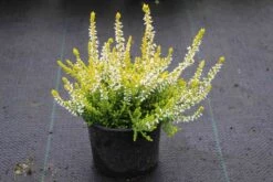 Struikheide (Calluna Vulgaris 'Anouk') -Tuinplanten Winkel calluna vulgaris anouk 3