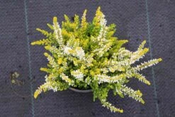 Struikheide (Calluna Vulgaris 'Anouk')