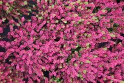 Struikheide (Calluna Vulgaris 'Dark Beauty') -Tuinplanten Winkel calluna vulgaris dark beauty