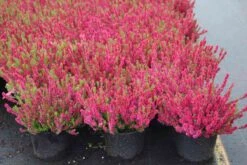 Struikheide (Calluna Vulgaris 'Dark Beauty') -Tuinplanten Winkel calluna vulgaris dark beauty 2