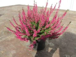 Struikheide (Calluna Vulgaris 'Haalboom's Red') -Tuinplanten Winkel calluna vulgaris haalboom s red