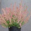 Struikheide (Calluna Vulgaris 'Haalboom's Red') 2 Struikheide (Calluna Vulgaris 'Haalboom's Red') -Tuinplanten Winkel calluna vulgaris haalboom s red 2 1