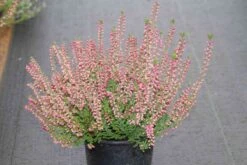 Struikheide (Calluna Vulgaris 'Haalboom's Red')