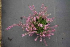 Struikheide (Calluna Vulgaris 'Marleen') 14 Struikheide (Calluna Vulgaris 'Marleen') -Tuinplanten Winkel calluna vulgaris marleen