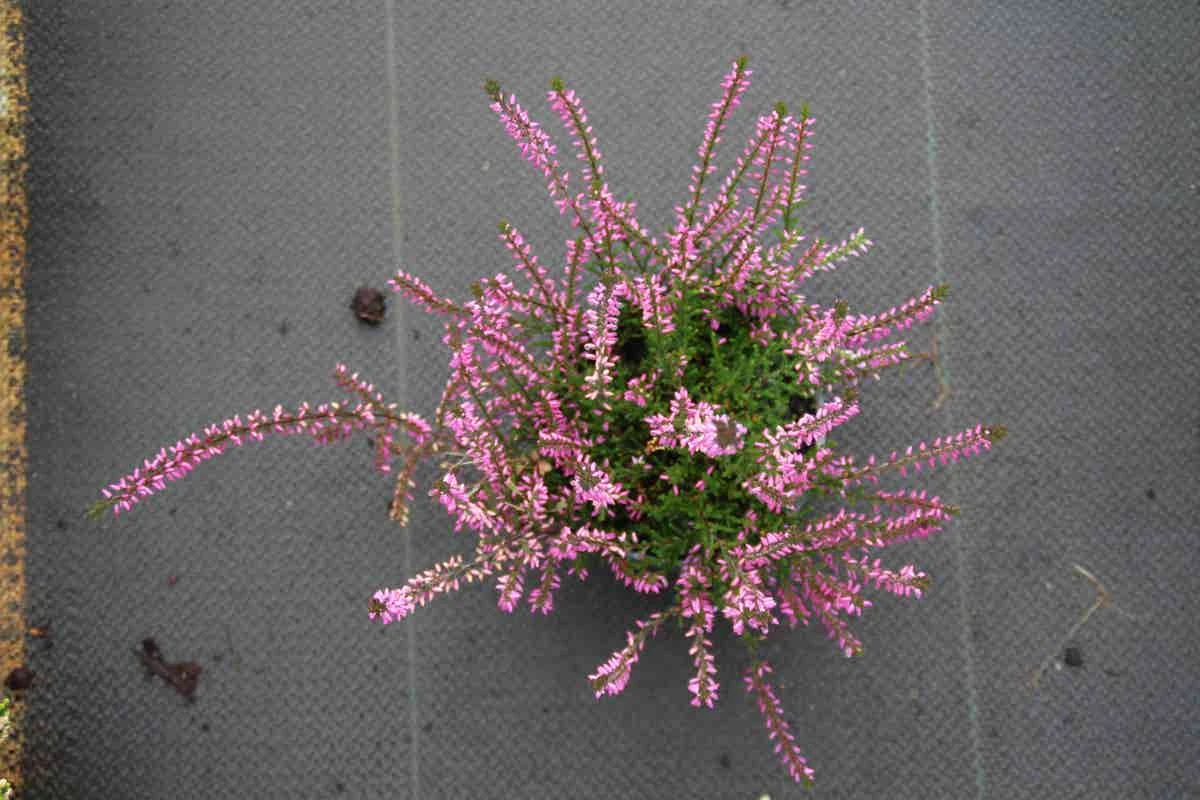 Struikheide (Calluna Vulgaris 'Marleen') 8 Struikheide (Calluna Vulgaris 'Marleen') - Afbeelding 6