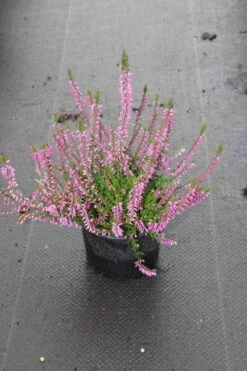 Struikheide (Calluna Vulgaris 'Marleen') 12 Struikheide (Calluna Vulgaris 'Marleen') -Tuinplanten Winkel calluna vulgaris marleen 2