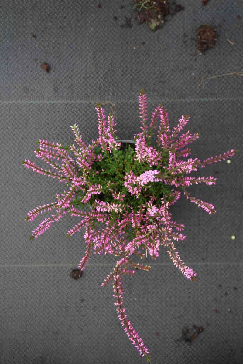 Struikheide (Calluna Vulgaris 'Marleen') 7 Struikheide (Calluna Vulgaris 'Marleen') - Afbeelding 5