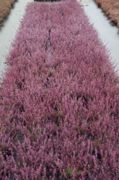 Struikheide (Calluna Vulgaris 'Marleen') 15 Struikheide (Calluna Vulgaris 'Marleen') -Tuinplanten Winkel calluna vulgaris marleen 4