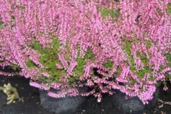 Struikheide (Calluna Vulgaris 'Redbud') -Tuinplanten Winkel calluna vulgaris redbud