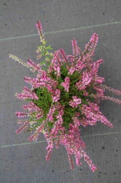 Struikheide (Calluna Vulgaris 'Redbud') -Tuinplanten Winkel calluna vulgaris redbud 3