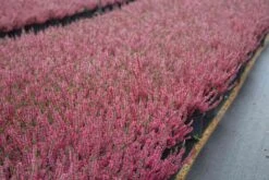 Struikheide (Calluna Vulgaris 'Sabine') -Tuinplanten Winkel calluna vulgaris sabine