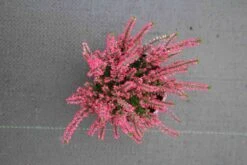 Struikheide (Calluna Vulgaris 'Sabine') -Tuinplanten Winkel calluna vulgaris sabine 3