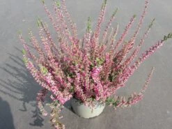 Struikheide (Calluna Vulgaris 'Septober Red')
