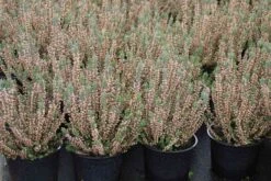 Struikheide (Calluna Vulgaris 'Silver Knight') -Tuinplanten Winkel calluna vulgaris silver knight 2