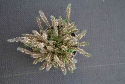 Struikheide (Calluna Vulgaris 'Silver Knight') -Tuinplanten Winkel calluna vulgaris silver knight 4